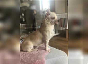 Unser Chihuahua Charlie (1 Jahr alt) sucht eine neue, liebevolle Familie