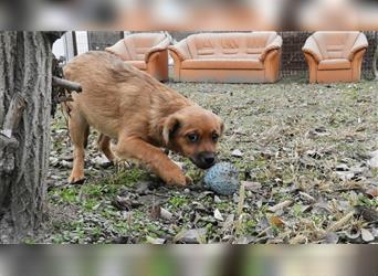 Unser freundlicher Hundejunge Zala sucht seine Menschen, die ihm die Welt zeigen möchten