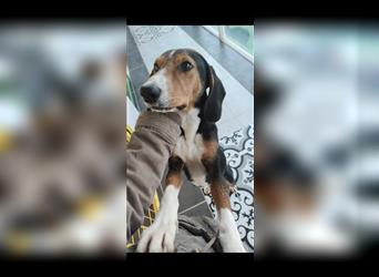 Sehr brave Beagle Hündin sucht neues zuhause