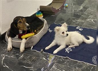 Sehr brave Beagle Hündin sucht neues zuhause