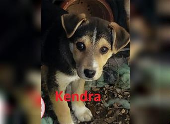 KENDRA ❤ sucht dringend ihr Für-Immer-Zuhause