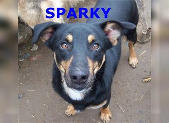 SPARKY ❤ sucht dringend seine Für-Immer-Familie