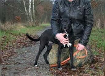 Junghund "Benji" evtl. Labrador-Shar Pei-Mix sucht ein Zuhause