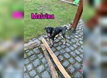 Malvina 04/20 (DE) - Traumhund sucht Traumkörbchen