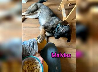 Malvina 04/20 (DE) - Traumhund sucht Traumkörbchen