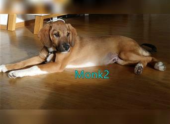 Monk2 09/21 (DE) - welpentypisch verspielt und neugierig