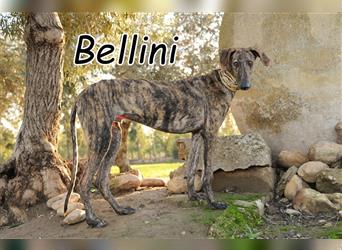 Darf Bellini gemeinsam mit Ihnen seine Welt entdecken gehen???