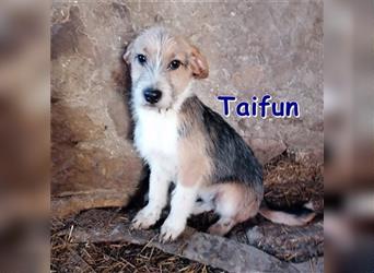 TAIFUN ❤ sucht dringend sein Für-Immer-Zuhause