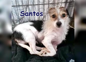 SANTOS ❤ sucht ganz dringend sein Für-Immer-Zuhause