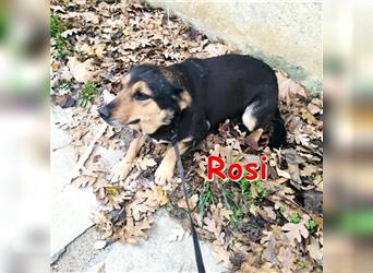 ROSI ❤ sucht ihr Für-Immer-Zuhause