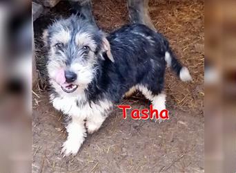 TASHA ❤ sucht ihr Für-Immer-Zuhause