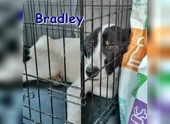 BRADLEY ❤ sucht dringend sein Für-Immer-Zuhause