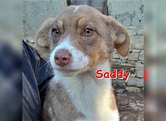 SADDY ❤ sucht ihr Für-Immer-Zuhause