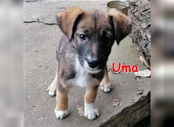 UMA ❤ sucht dringend ihr Für-Immer-Zuhause