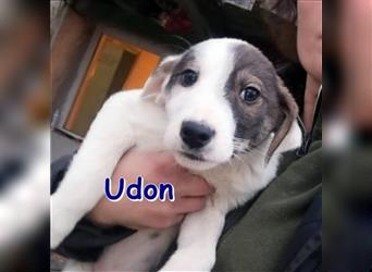 UDON ❤ sucht sein Für-Immer-Zuhause