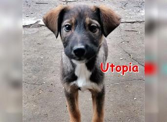 UTOPIA ❤ sucht ihr Für-Immer-Zuhause