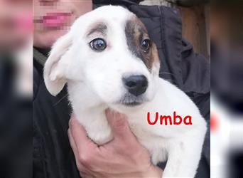 UMBA ❤ sucht ihr Für-Immer-Zuhause