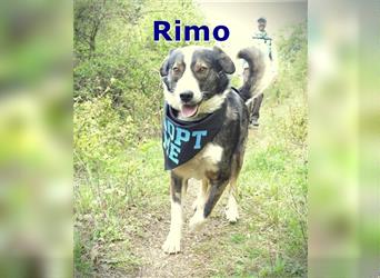 RIMO ❤ sucht ganz dringend sein Für-Immer-Zuhause