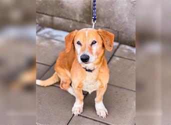 Denver-Perfekter Familienhund sucht zu Hause