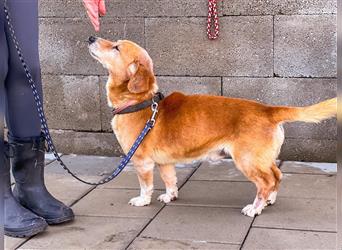 Denver-Perfekter Familienhund sucht zu Hause
