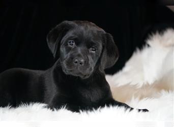 Labrador-Welpe Hündin