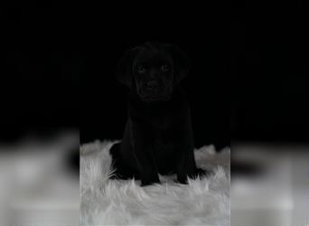 Labrador-Welpe Hündin