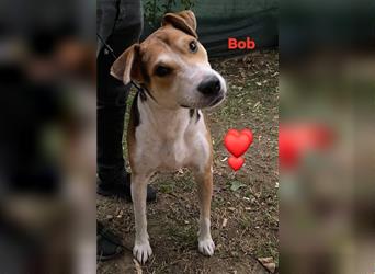 Beaglemix Bob möchte Rumänien ganz schnell verlassen