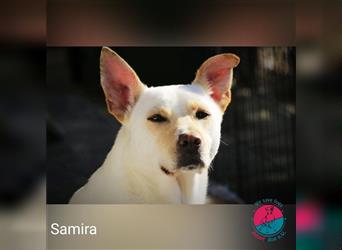 Samira – Hündin mit Handicap sucht Lebensplatz