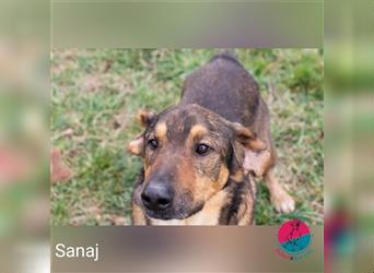 Sanaj- auf einer vermeintlich unendlichen Reise auf der Suche nach seinem Zuhause