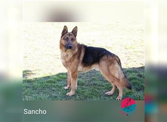 Sancho – Auf der Suche nach seinem Don Quijote