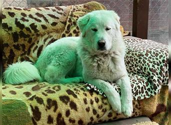 Maremmano Rüde Herdenschutzhund Oskar wünscht sich eine Familie