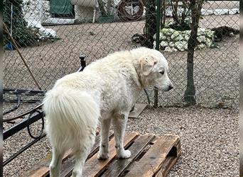Maremmano Rüde Herdenschutzhund Oskar wünscht sich eine Familie