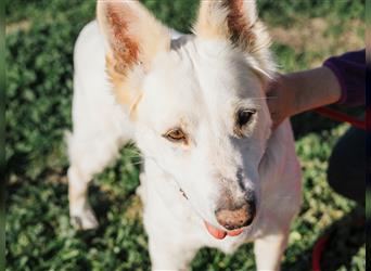 Lassie, Mix Labrador / Schäferhund , lieb und verträglich
