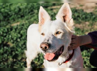 Lassie, Mix Labrador / Schäferhund , lieb und verträglich