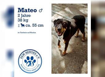 Mateo 2 Jahre 38kg/55cm kleiner Schweizer Sennenhund Mix