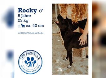 Grieche Rocky - 5 Jahre - 23kg/40cm