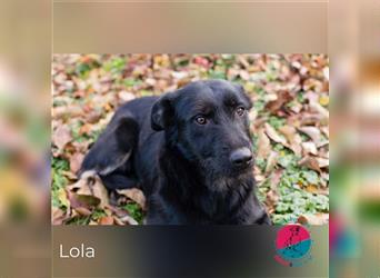 Lola - Sucht ein sicheres Zuhause mit Gesellschaft