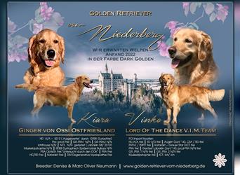 Wir haben Golden Retriever Welpen in DARK GOLDEN in der Vermittlung- Golden Retriever v. Niederberg