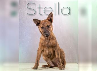Stella, ein verspieltes Hundekind!