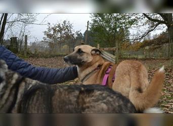 Traumhund sucht Menschen mit Herz - auf Pflegestelle in Deutschland-