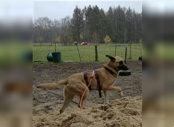 Traumhund sucht Menschen mit Herz - auf Pflegestelle in Deutschland-