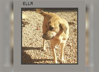 Die freundliche ELLA sucht ein liebevolles Zuhause für immer! MIT VIDEO!