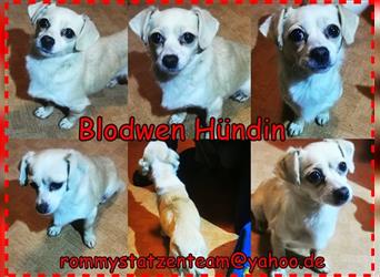 Blodwen ist eine junge, aktive Hündin