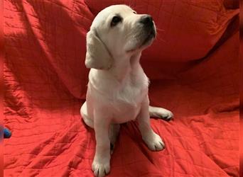 Labrador Welpen 14 Wochen alt  süß & Knuffelig