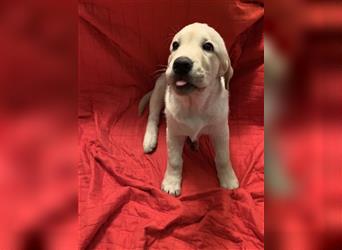 Labrador Welpen 14 Wochen alt  süß & Knuffelig
