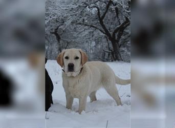 Labradorhündin weiß 7 Monate