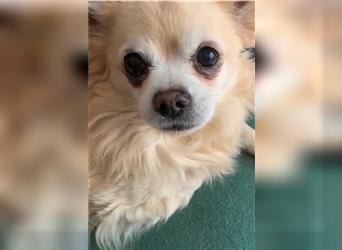 Kleiner süßer Knopf (Chihuahua Rüde) Tommy sucht dringend ein Herrchen und oder Frauchen für immer