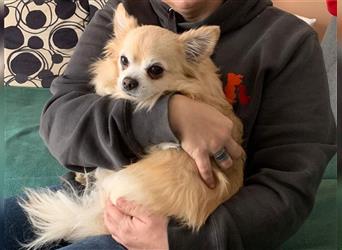 Kleiner süßer Knopf (Chihuahua Rüde) Tommy sucht dringend ein Herrchen und oder Frauchen für immer