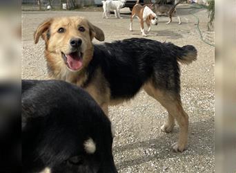 Die neugierige Hündin Minny sucht eine neue Familie mit Spaß an der Hundeerziehung