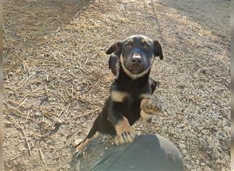 Dash, Mischlingshund, ca. 3 Monate alt, z.Zt. in Ungarn